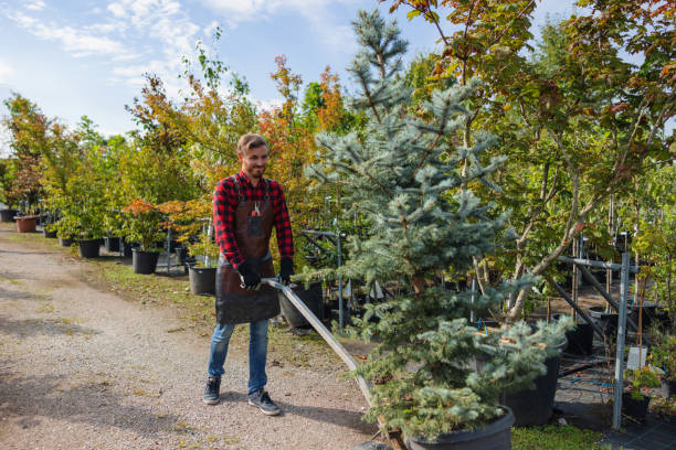 Best Fruit Tree Pruning  in Uvalde, TX